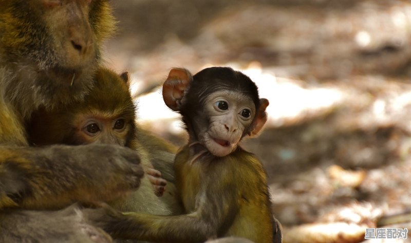 属猴的年份：1992年、2004年、2016年 - 星座运势