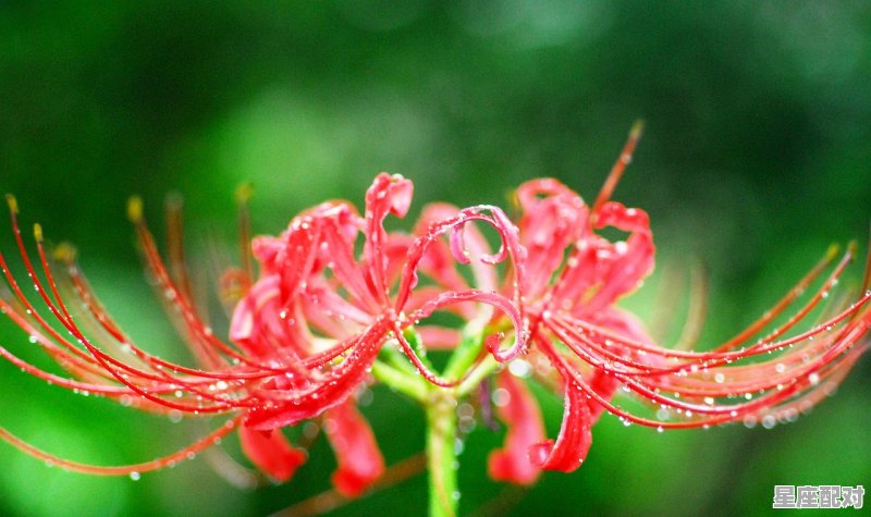 属羊桃花方位：北方 - 星座运势