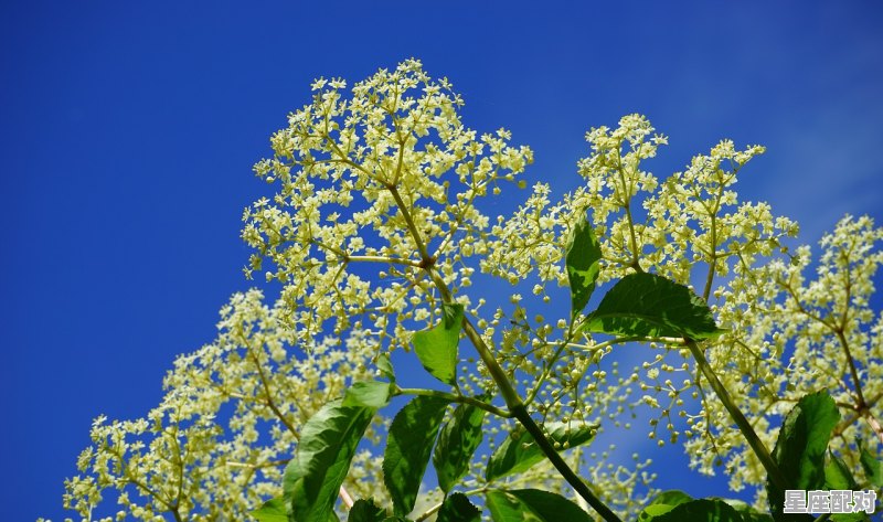 属兔桃花方位：北方 - 星座运势