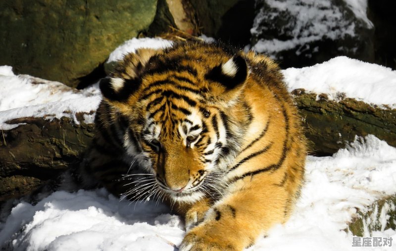 十二生肖属相年份排序对照表 十二生肖属相年份排序对照表 - 星座运势