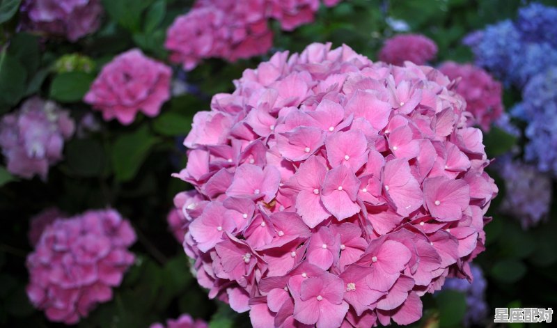 十二星座男生谁魅力大 - 星座运势