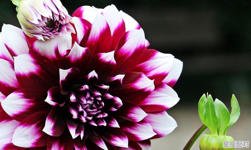 白羊座喜欢一个人的表现 白羊座喜欢一个人的表现 - 星座运势