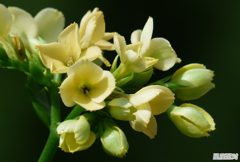 十二星座最喜欢的礼物大全 十二星座最喜欢的礼物大全 - 星座运势