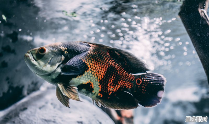 女强人一般是哪个星座 - 星座运势