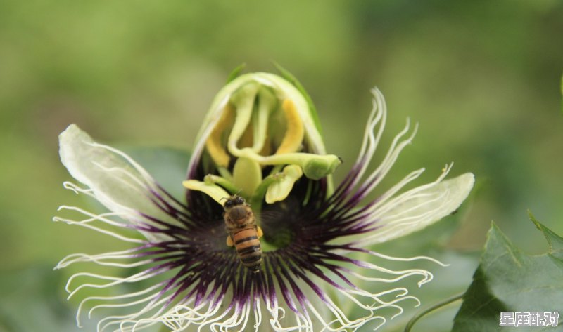 分手后最伤心的星座 - 星座运势