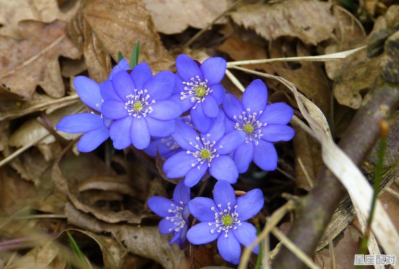 外表坚强内心脆弱的星座 - 星座运势
