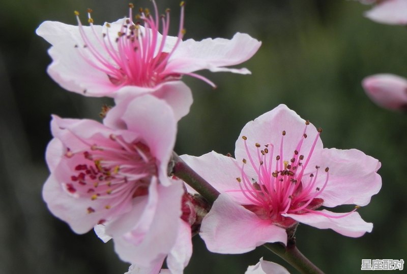 十二星座招桃花的石头，什么石头招桃花？ - 星座运势