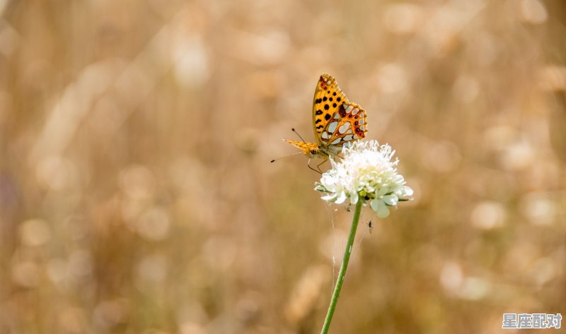 剑锋伏尸是什么意思,剑锋今日运势 - 星座运势