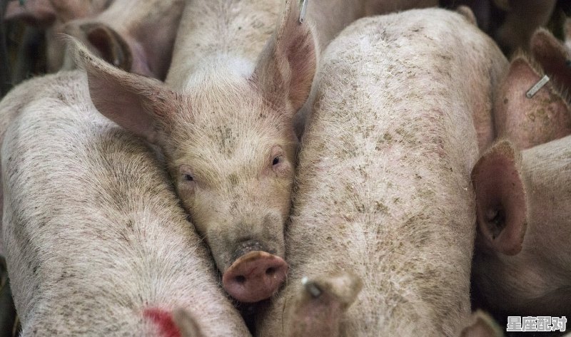 体现猪肉鲜美的店名 体现猪肉鲜美的店名 - 星座运势