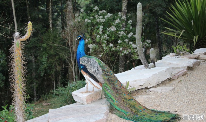 孔雀吃什么食物,孔雀饲料配方 孔雀吃什么食物,孔雀饲料配方 - 星座运势