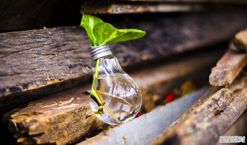 烟小种属于什么茶 烟小种属于什么茶 - 星座运势