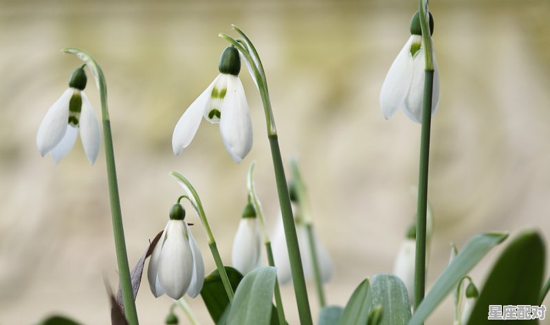 女金牛座和什么座最配,金牛女生适合什么星座配对呢 - 星座运势