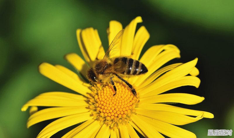 2022本命年什么属相,生肖跎今日运势 - 星座运势