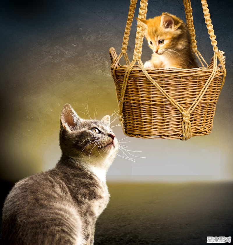 兔子年后面是什么年,明年是什么生肖 兔子年后面是什么年,明年是什么生肖 - 星座运势