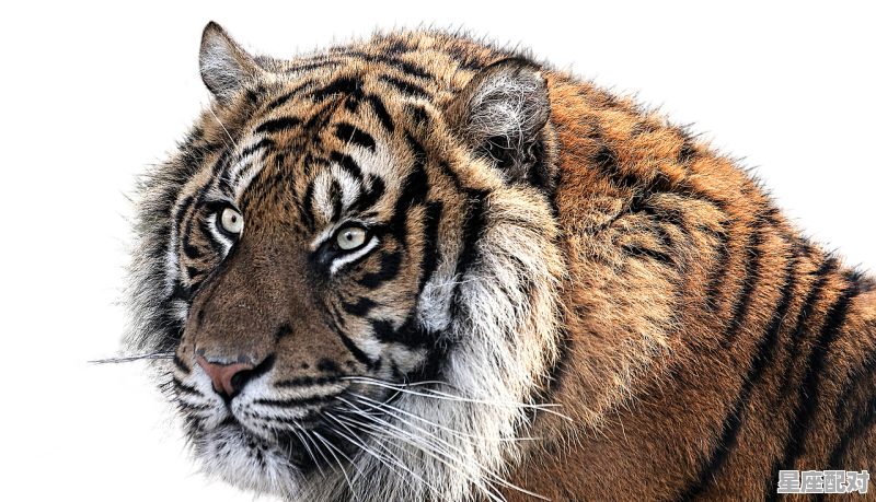 98属虎吗,1999年出生的人属什么 98属虎吗,1999年出生的人属什么 - 星座运势