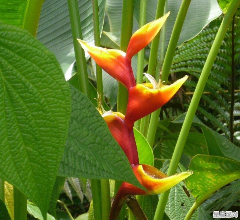 遇见蛇交是什么预兆,做梦梦到蛇是什么征兆 遇见蛇交是什么预兆,做梦梦到蛇是什么征兆 - 星座运势