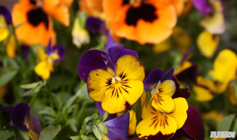 1997年属什么生肖配对最好;1997年属什么生肖 1997年属什么生肖配对最好;1997年属什么生肖 - 星座运势