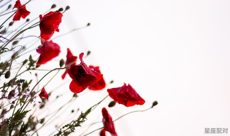 双鱼座配哪个星座，什么座配什么星座 - 星座运势