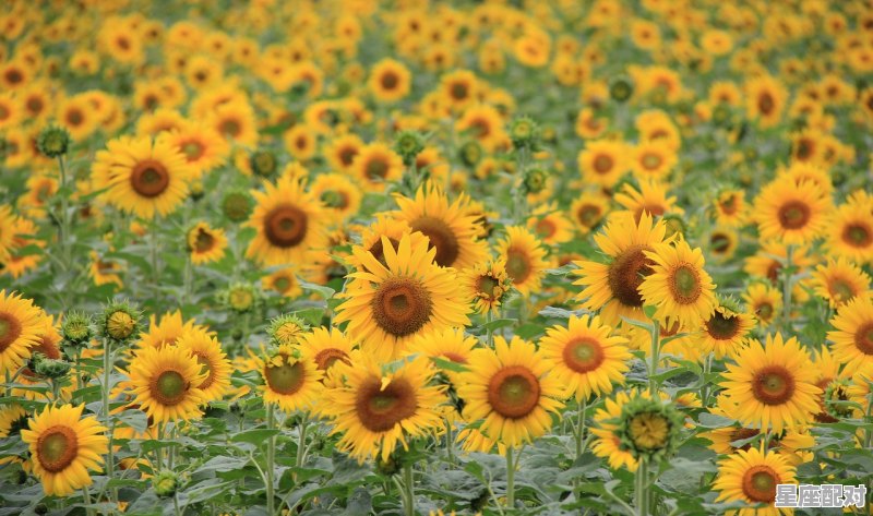 2月份生的是哪个星座,2月份是什么星座 2月份生的是哪个星座,2月份是什么星座 - 星座运势