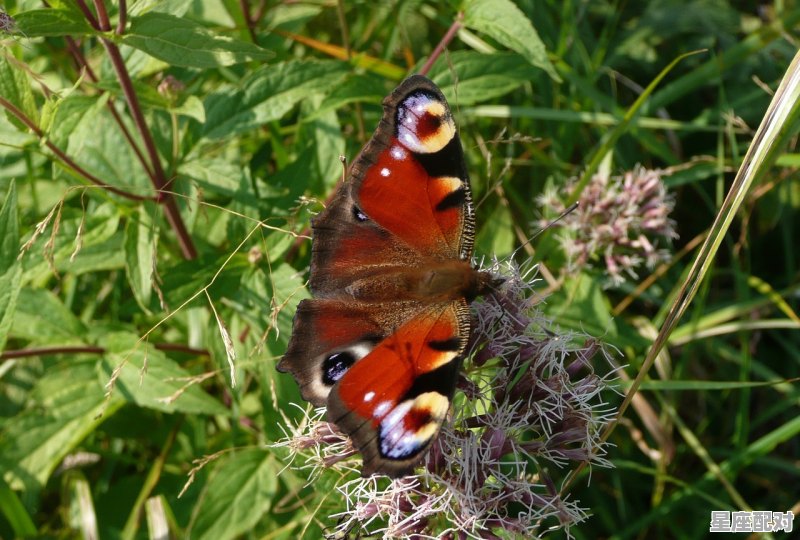 码里面,蛇是多少数字，梦到蛇预示着什么 - 星座运势