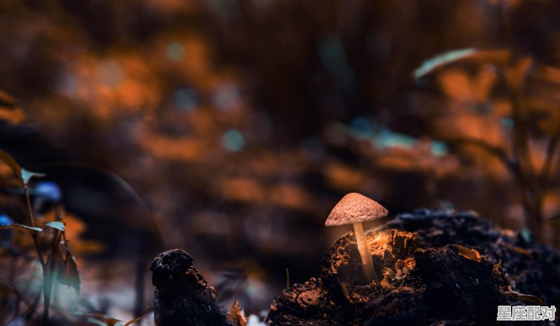 天蝎座有什么性格和天赋,天蝎座的性格,优点和缺点 天蝎座有什么性格和天赋,天蝎座的性格,优点和缺点 - 星座运势
