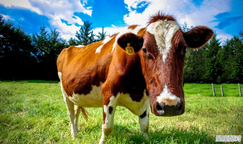 三言两语话今期猜一动物,三言两语的意思解释 三言两语话今期猜一动物,三言两语的意思解释 - 星座运势