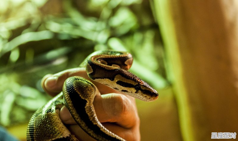 做梦梦到蛇，做梦梦到蛇 - 星座运势