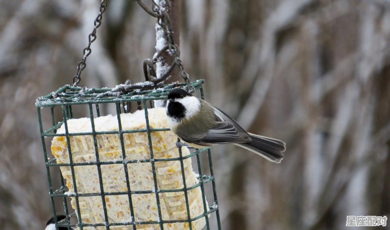 梦到掉牙，梦到掉牙 - 星座运势