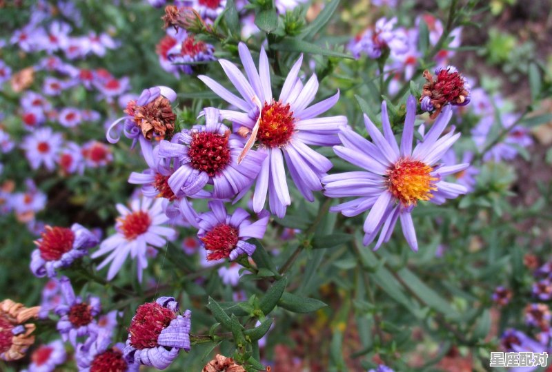 2月出生的是什么星座呢,二月份是什么星座 2月出生的是什么星座呢,二月份是什么星座 - 星座运势