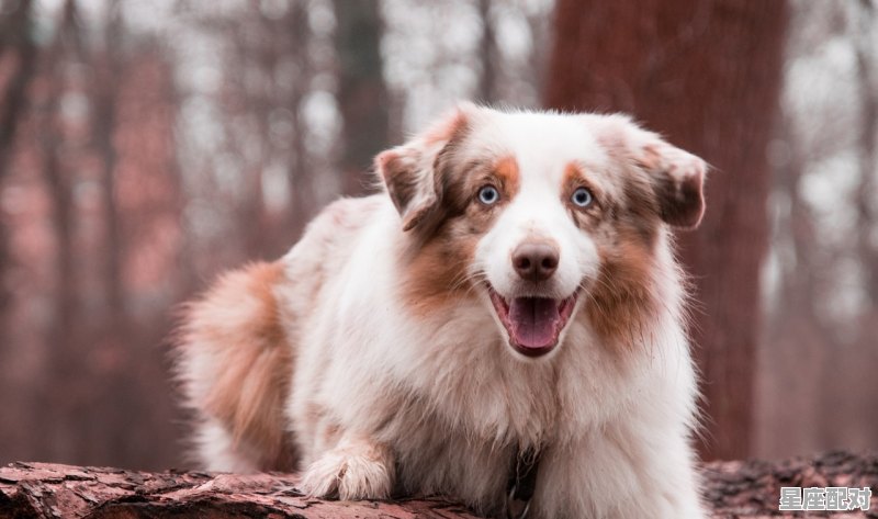 鸡犬打一数字,鸡犬不宁是什么生肖 鸡犬打一数字,鸡犬不宁是什么生肖 - 星座运势
