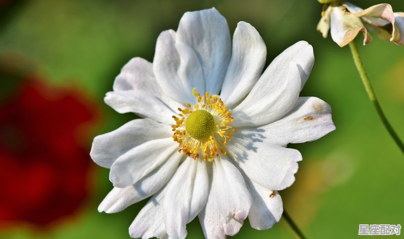 双鱼座最详细的性格，双鱼座的性格 - 星座运势