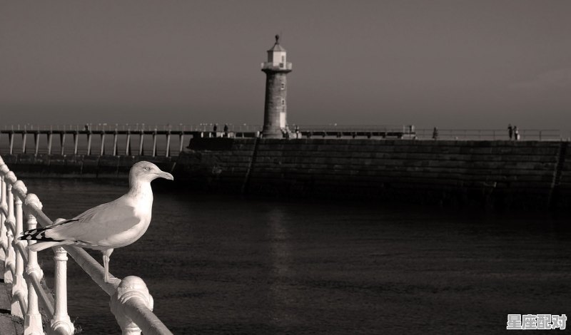 梦到自己会飞，梦到自己会飞 - 星座运势