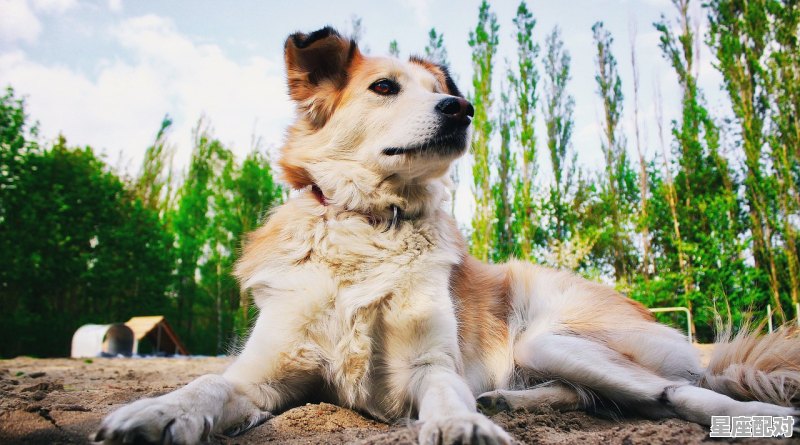 1970属相是什么,1970年属狗的是什么年 - 星座运势