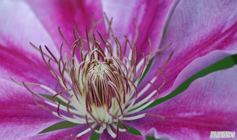 巨蟹座命中注定的星座配对是什么意思啊女生;巨蟹座命中注定的星座配对是什么意思啊  - 星座运势