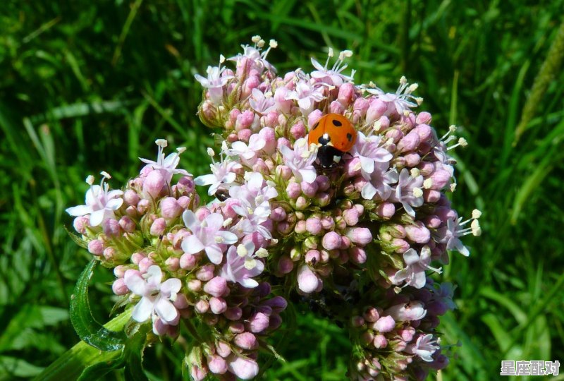 农历12月12日是什么星座;12月12日是什么星座 农历12月12日是什么星座;12月12日是什么星座 - 星座运势
