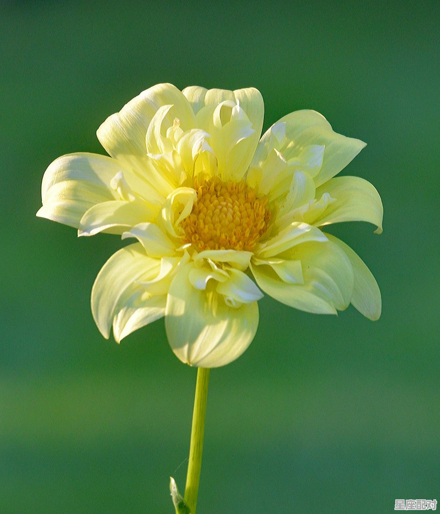 7月份星座是什么星座,7月份是什么星座的人性格特点 - 星座运势