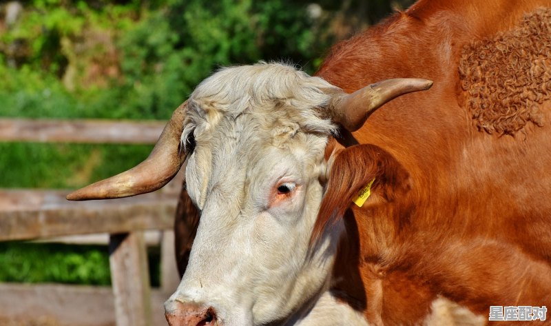 2021年生人是什么属相,2021年是属什么的属相 - 星座运势