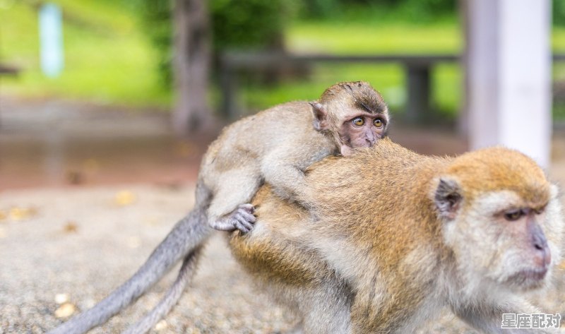 2014年是什么鼠年,2014年属什么生肖 2014年是什么鼠年,2014年属什么生肖 - 星座运势