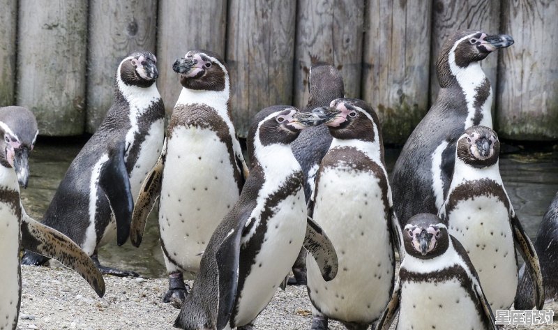 双子女生真实性格,双子座的性格脾气以及特点 双子女生真实性格,双子座的性格脾气以及特点 - 星座运势
