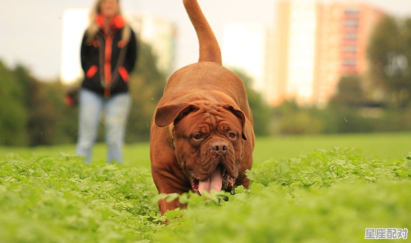 罗纳尔迪尼奥星座,德爷什么星座 罗纳尔迪尼奥星座,德爷什么星座 - 星座运势