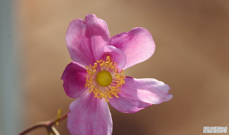 2022年立春后哪天属鸡,93年农历8月20在2021年的运势 2022年立春后哪天属鸡,93年农历8月20在2021年的运势 - 星座运势