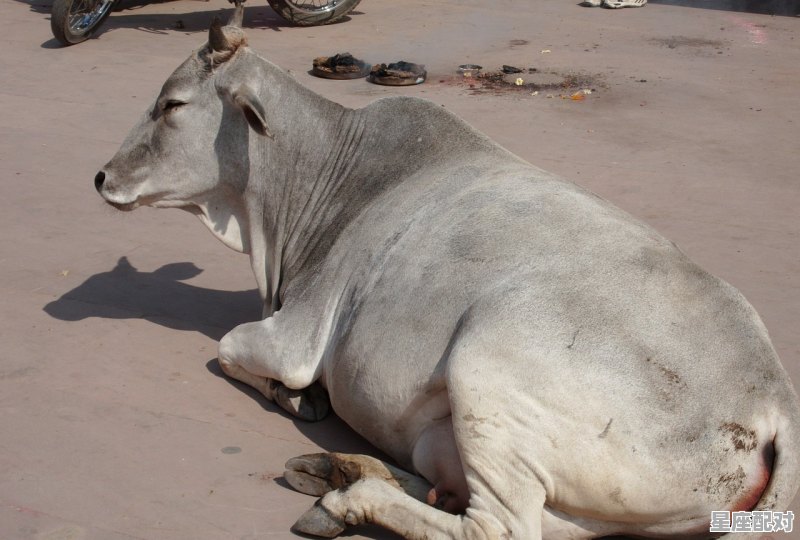 2009年属牛是什么牛,2009年属什么牛 - 星座运势