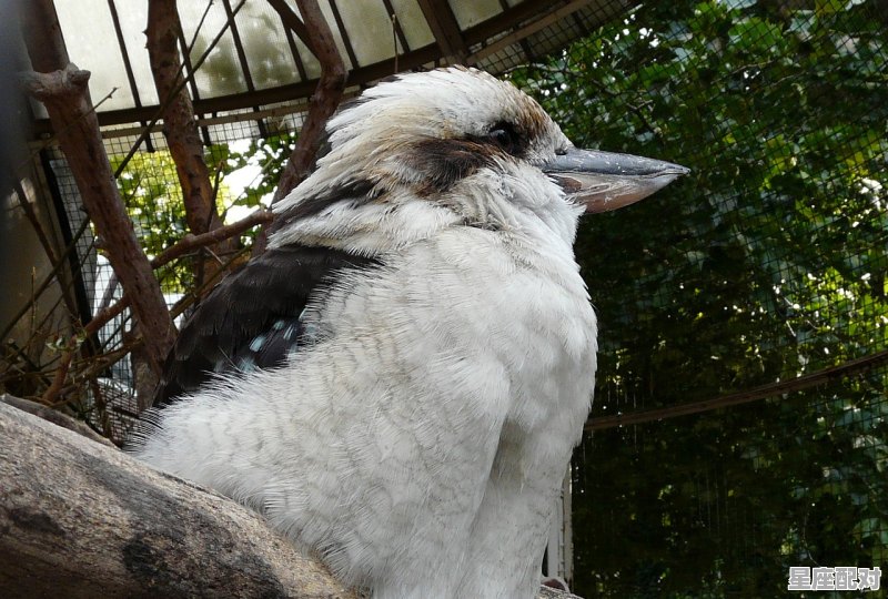 丑态百出的动物,哄堂大笑解释一肖什么 - 星座运势