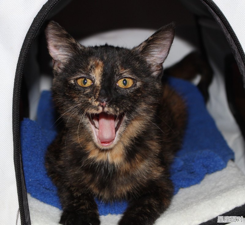 雪纳瑞正常情况下几岁掉牙,梦到掉牙是什么意思 - 星座运势