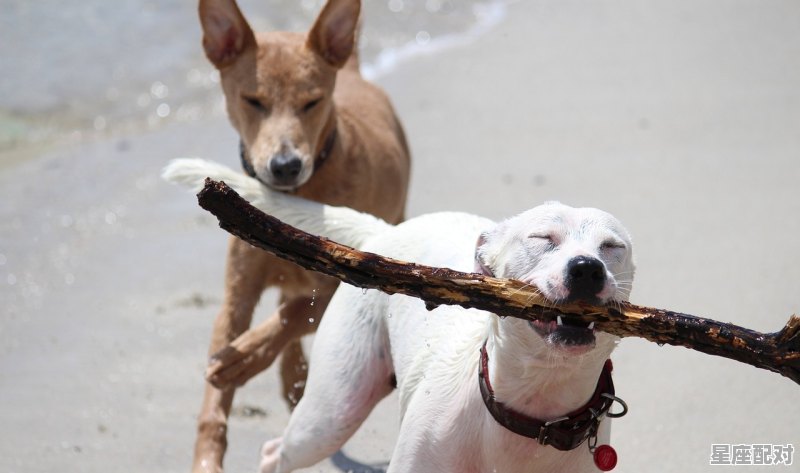 丢了一只鞋有什么寓意,挑鞋是啥意思 - 星座运势