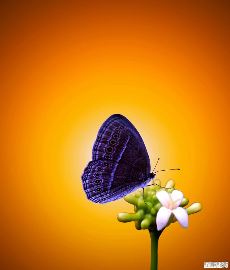 蚊子寓意与象征,梦到蚊子 - 星座运势