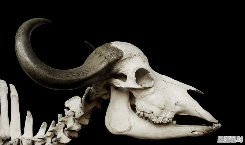 看见蛇交怎么办,碰到蛇怎么办 - 星座运势