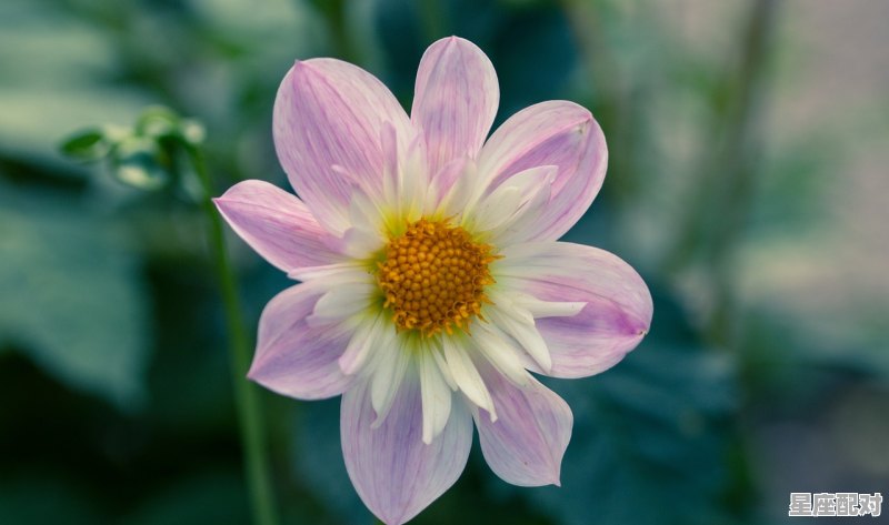 狮子座的性格脾气弱点，狮子座什么性格 - 星座运势