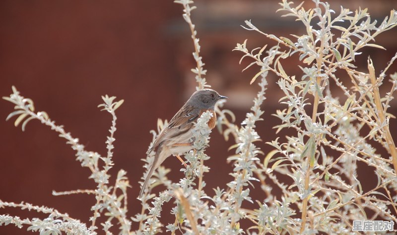 10月11月份是什么星座，10月11日是什么星座 - 星座运势