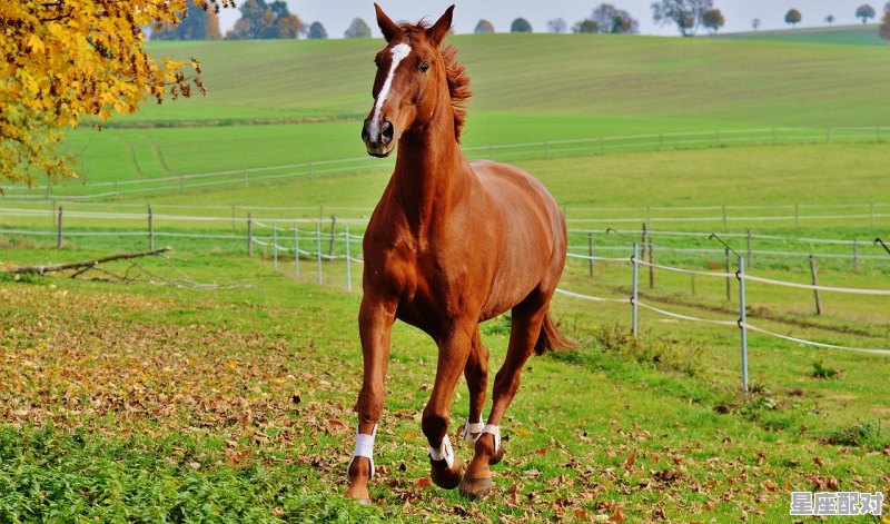 1951年1979年属什么,1951年属什么生肖 1951年1979年属什么,1951年属什么生肖 - 星座运势